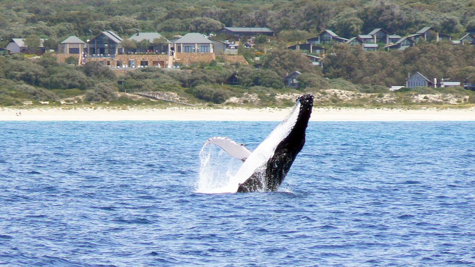 Whale Watching near Pullman Bunker Bay Resort