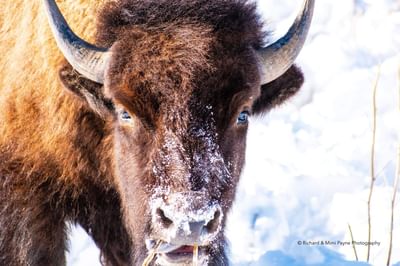 Buffalo photo credit Mimi Payne Photography