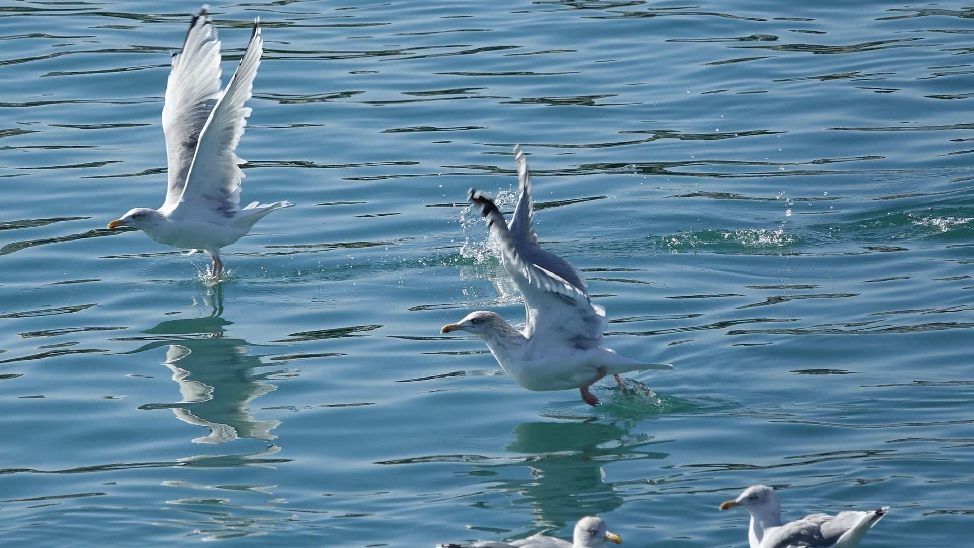Closeup of Gull Birds flying over a lake near Originals Hotels