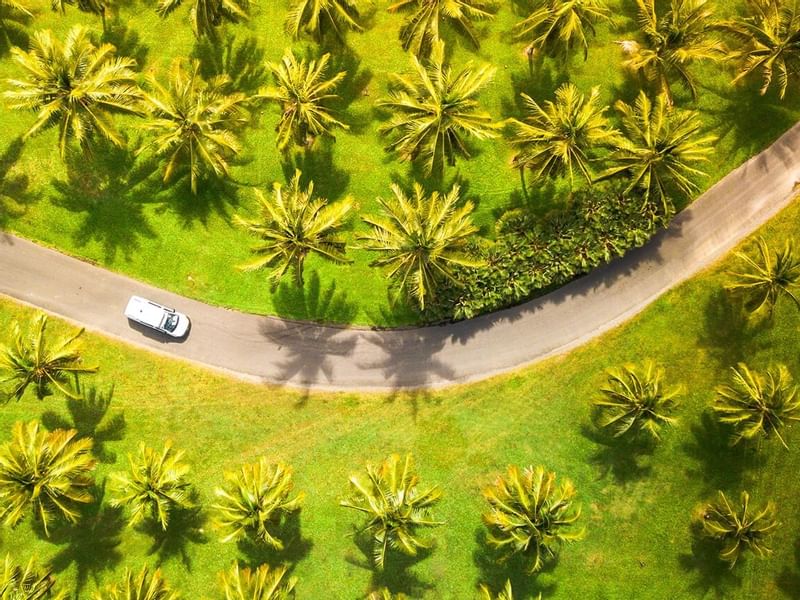 Aerial view of Thala Beach Natural Reserve Coconut Plantation with vehicle on street near Pullman Port Douglas