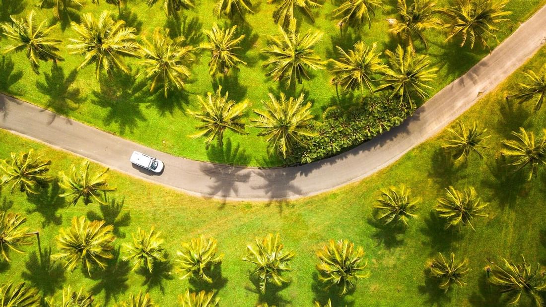 Aerial view of Thala Beach Natural Reserve Coconut Plantation with vehicle on street near Pullman Port Douglas