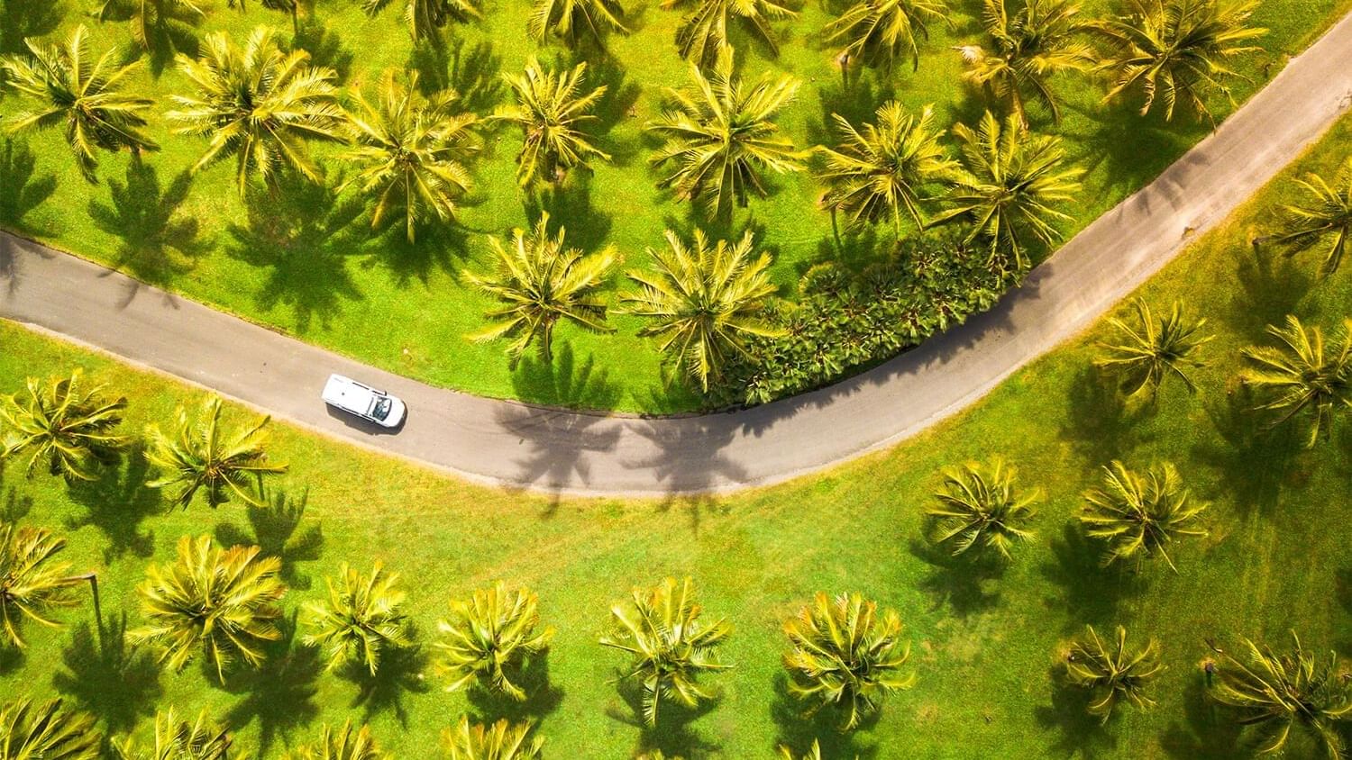 Aerial view of Thala Beach Natural Reserve Coconut Plantation with vehicle on street near Pullman Port Douglas
