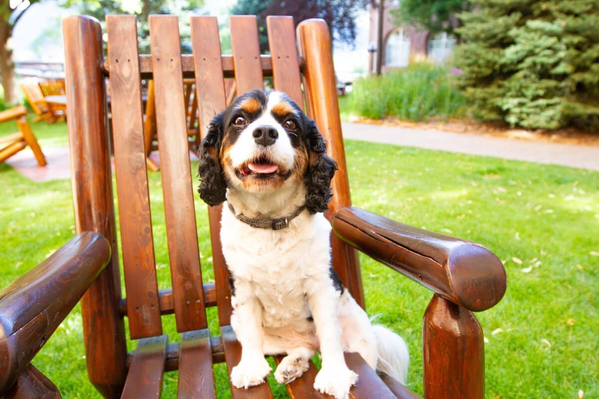 Top 5 DogFriendly Parks & Trails in Glenwood Springs, CO