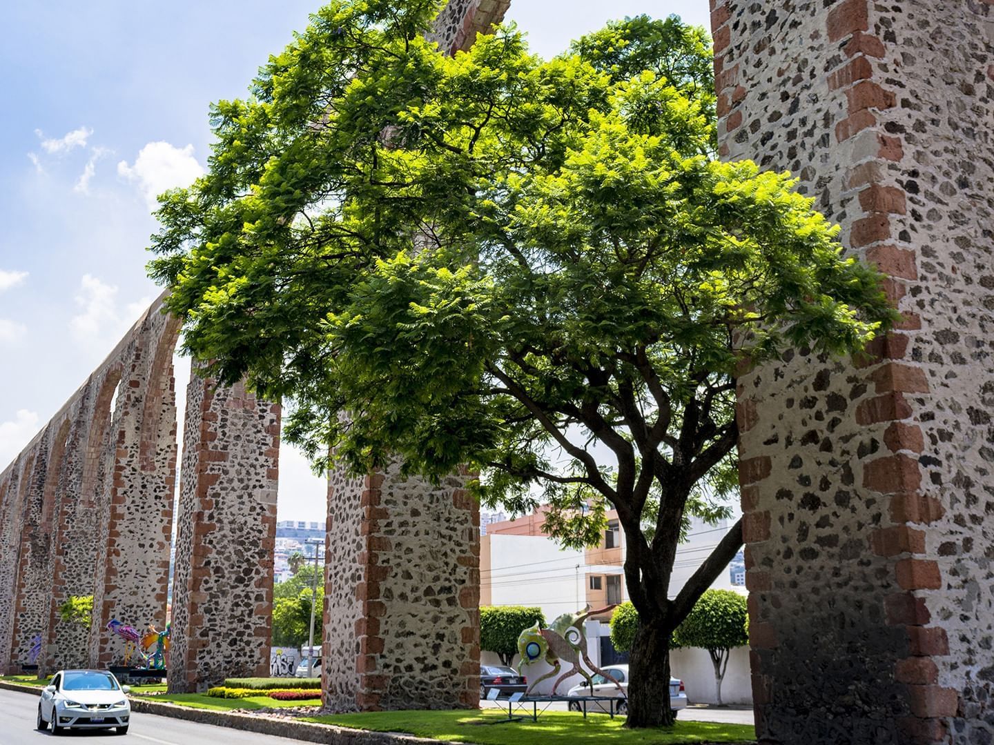 A large tree at Queretaro near Fiesta Americana Hotels