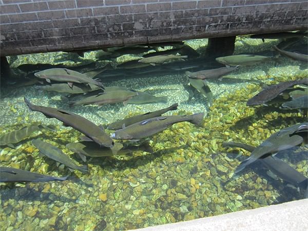Several large trout are swimming in clear, shallow water over a rocky pond bed in Fish Hatchery near Branson Hillside Hotel