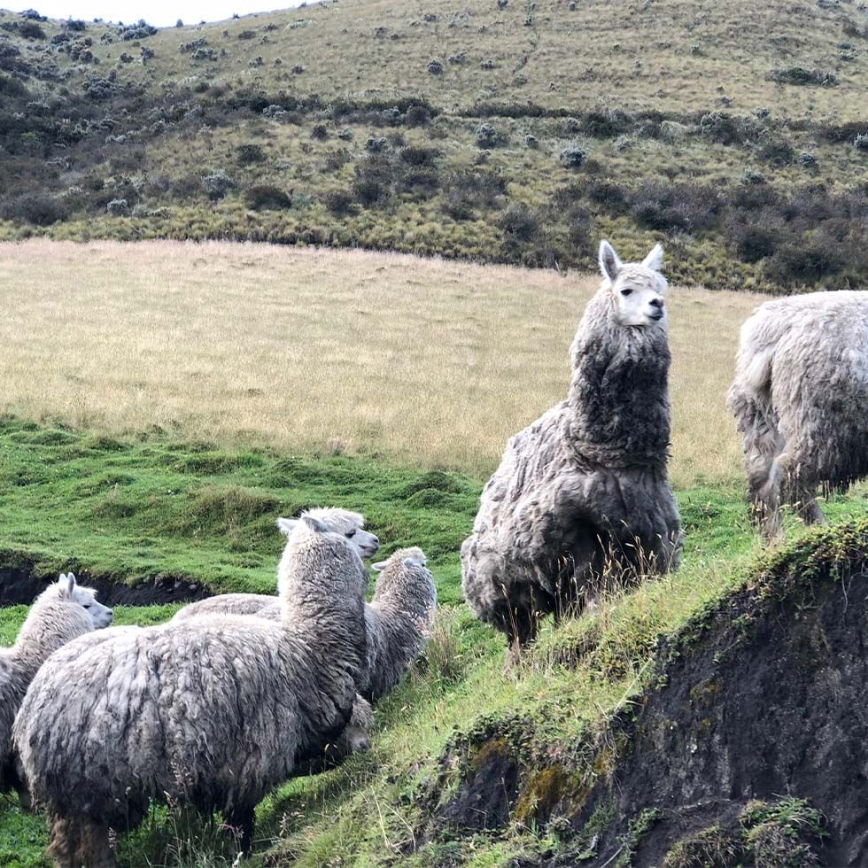 Lamas at a trek near Falkensteiner Hotels