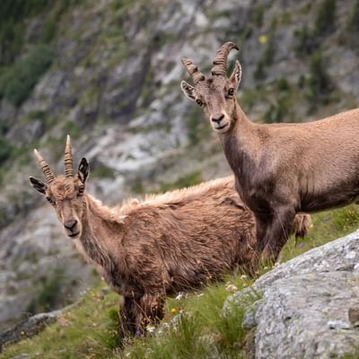 2 Alpine ibex in The Wild Mountains near Falkensteiner Hotels
