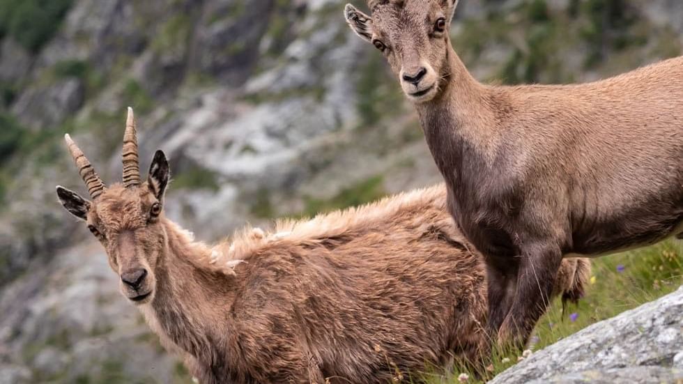 2 Alpine ibex in The Wild Mountains near Falkensteiner Hotels