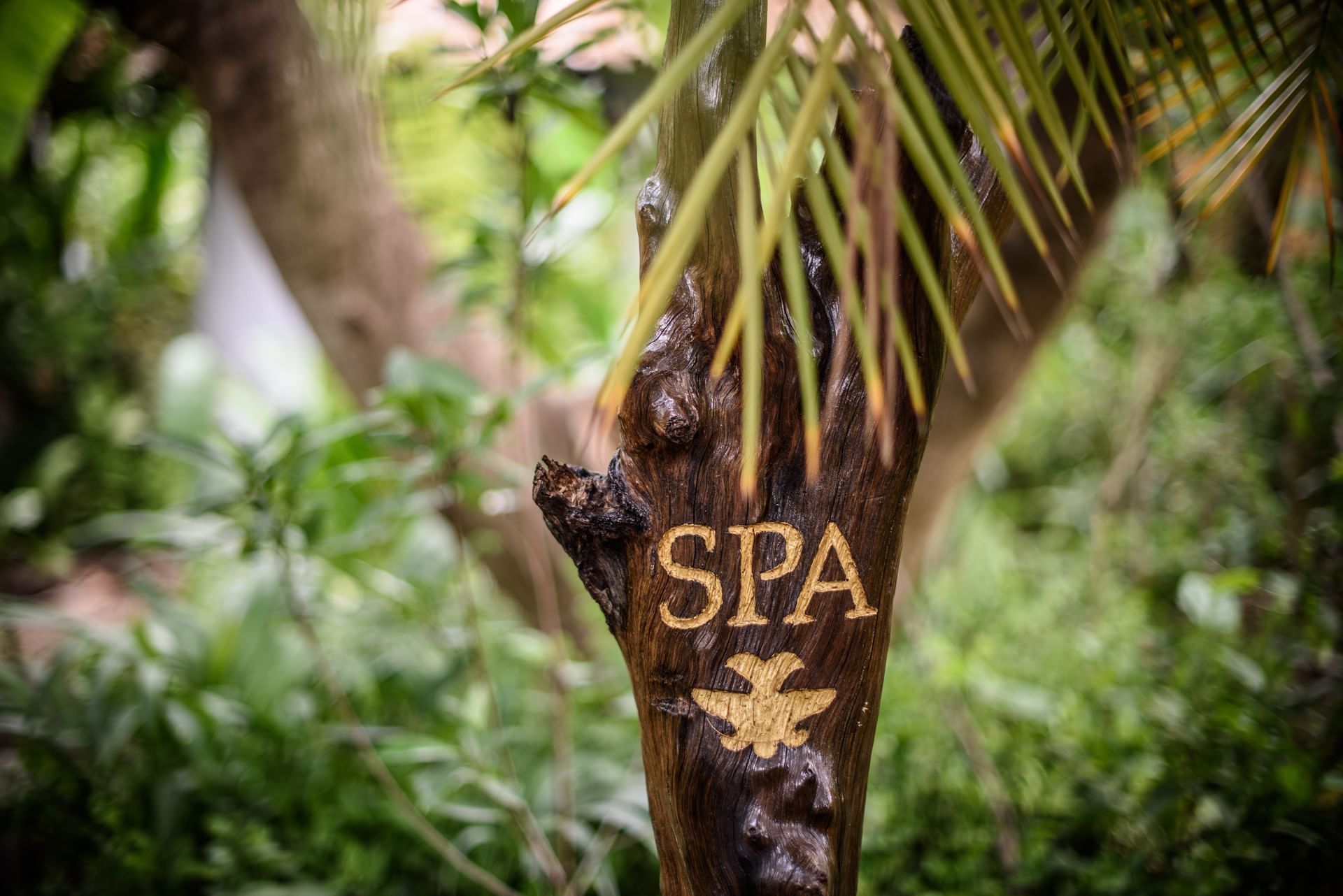Spa written on a tree trunk at Cala Luna Boutique Hotel