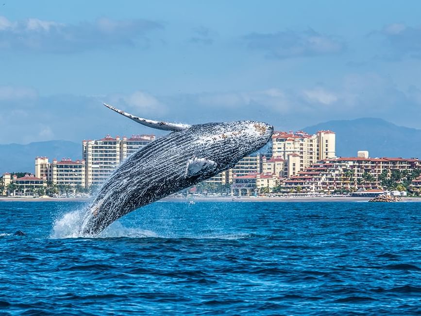 A Breaching Humpback whale captured in the Ocean