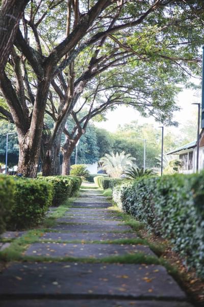 A walkway surrounded by lush greenery at Cha Cha Hotel