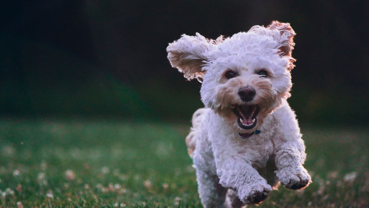 Small white dog jumping in grass