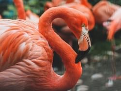 Flamingoes at the Audubon Zoo near the hotel