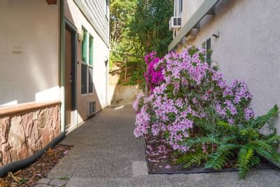 Simple garden with flowers of backyard at Hotel Buena Vista