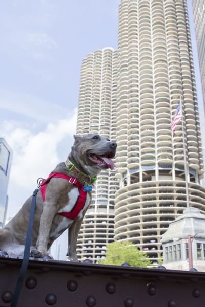 Low angle shot of a dog sitting by a building near Kinzie Hotel