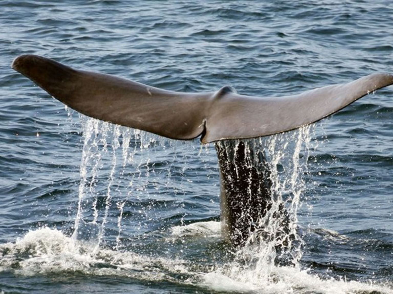 whale tail coming out of water