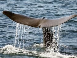 whale tail coming out of water