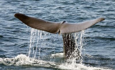 whale tail coming out of ocean