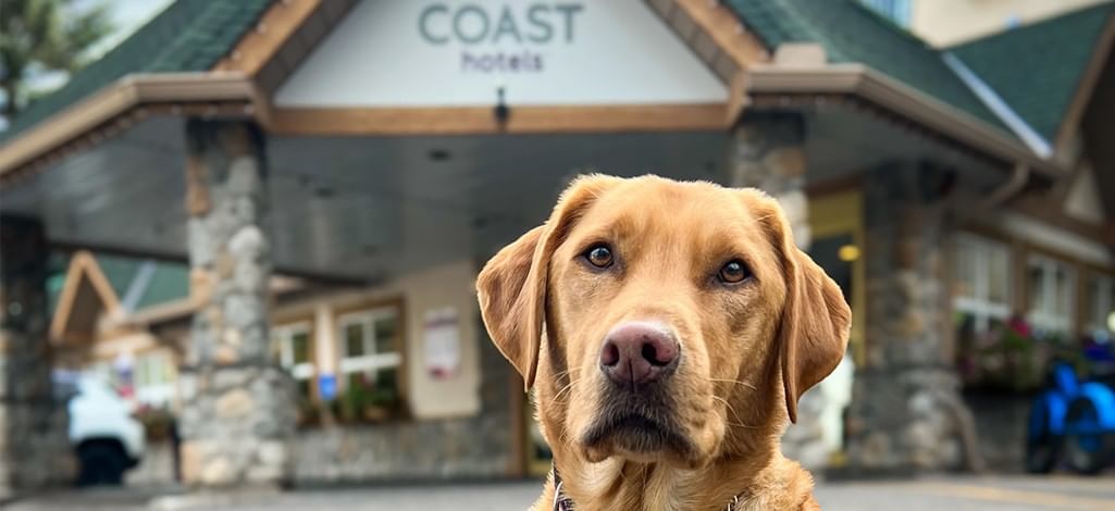 Dog sitting in front of Coast Canmore Hotel & Conference Centre