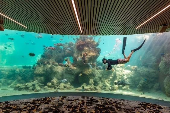 Person diving and exploring corals at Daydream Island Resort