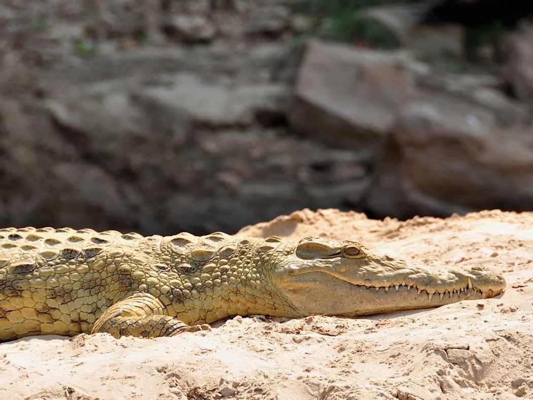 A crocodile captured on a rock near Serena Mivumo River Lodge
