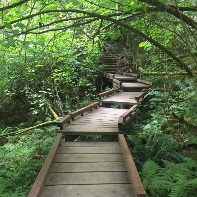Wooden steps in the forest near Alderbrook Resort