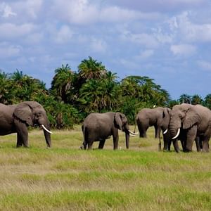 A herd of elephants near Amboseli Serena Safari Lodge
