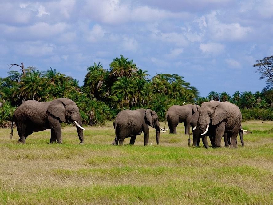 A herd of elephants near Amboseli Serena Safari Lodge