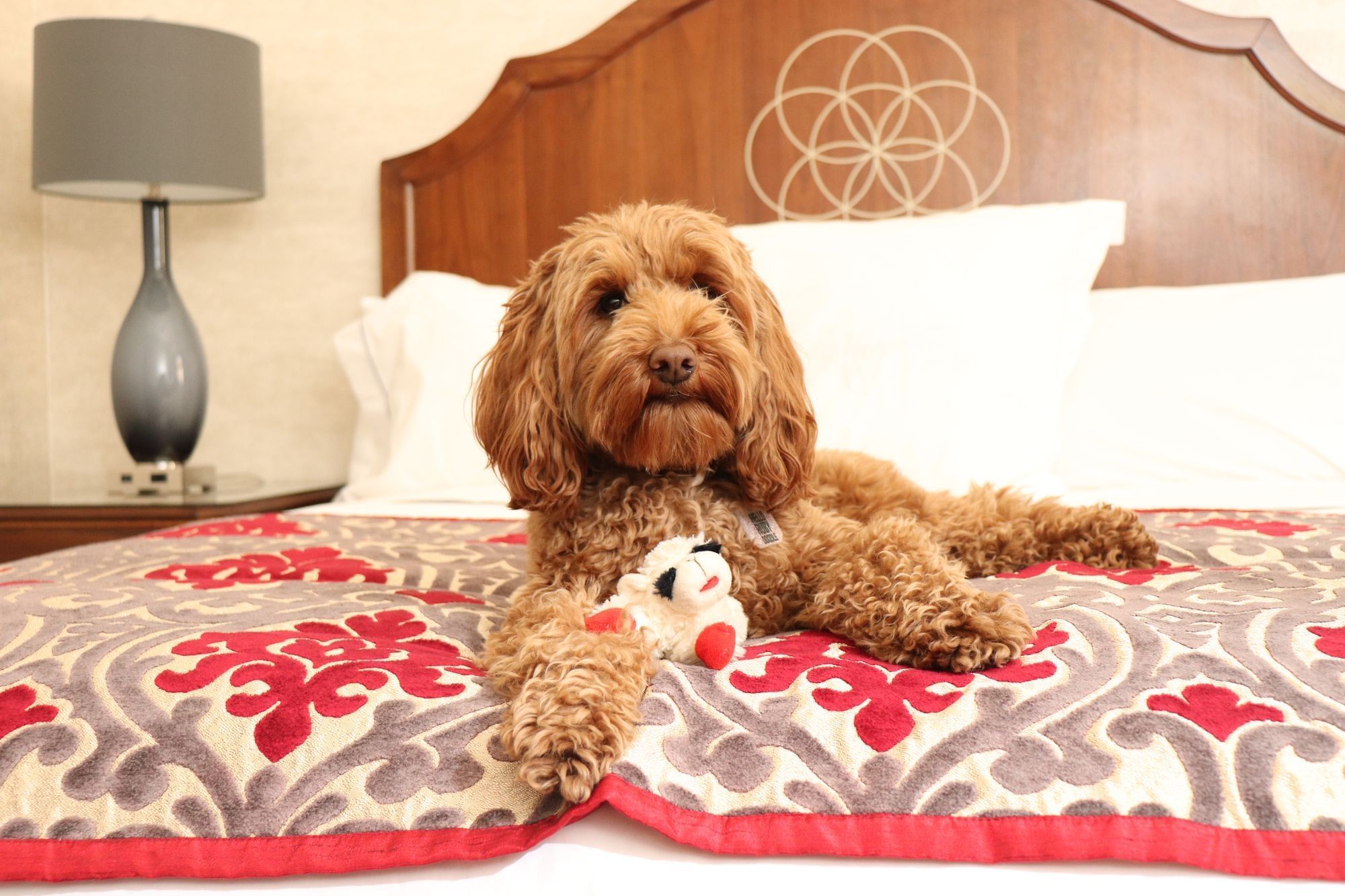 Labradoodle laying on bed with chew toy