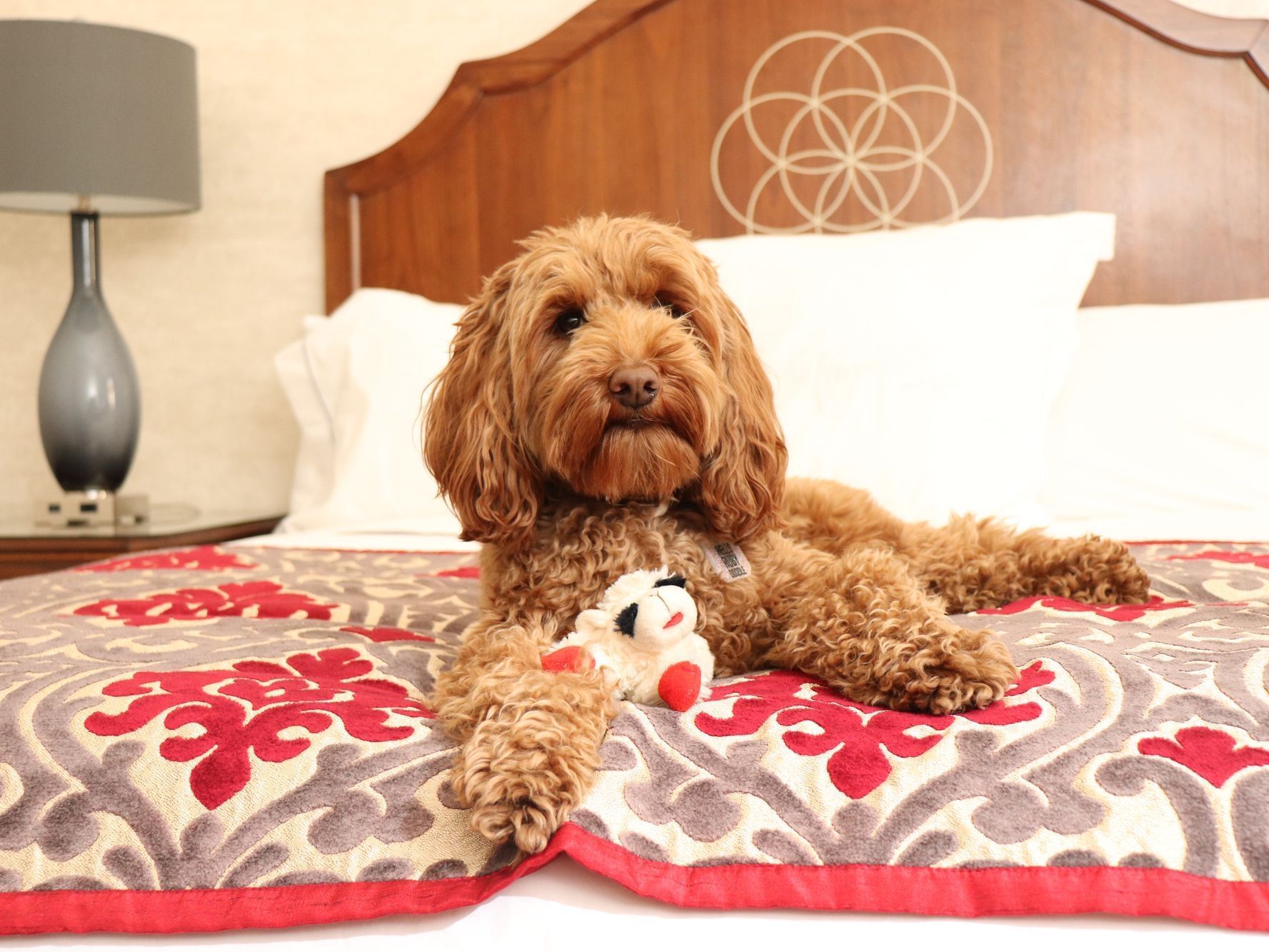 Labradoodle sitting on bed with toy