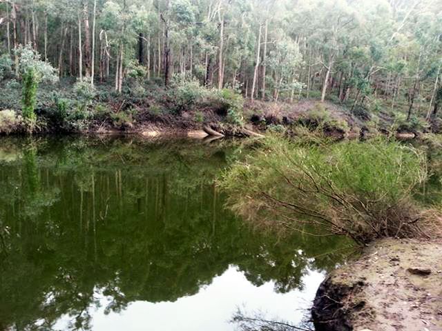 Serene river landscape reflecting trees and greenery at Lane Poole Reserve near The Sebel Mandurah