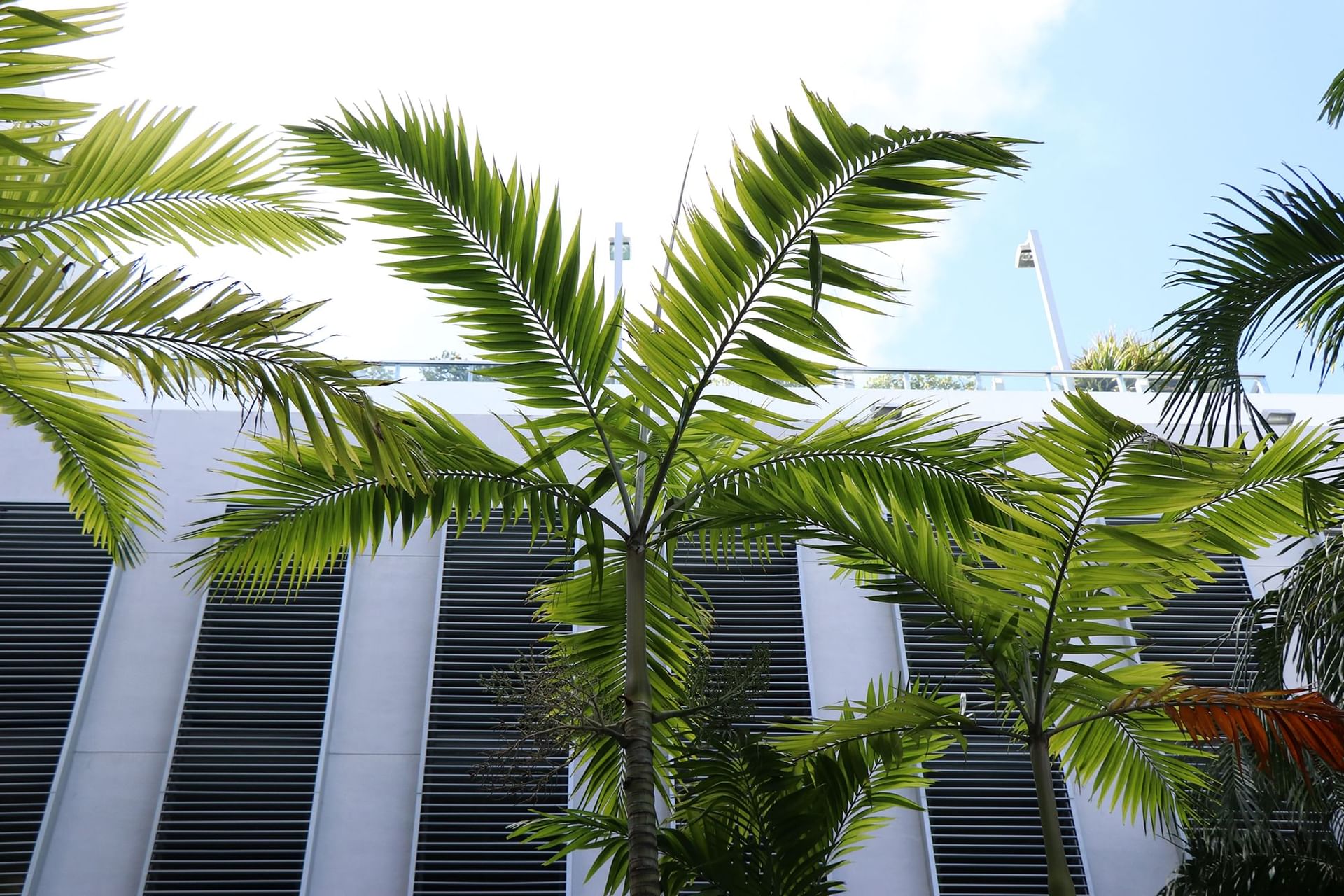palm tree next to building