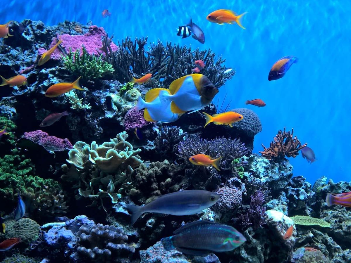 Fishes in Aquatic Inbursa near Grand Fiesta Americana