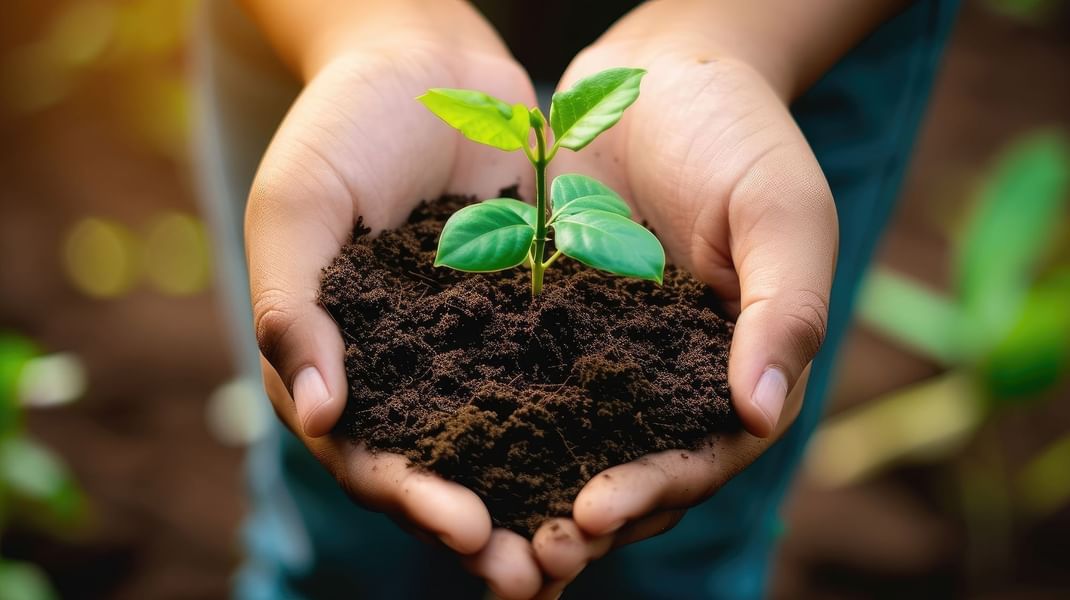Small green plant growing in dark soil held by two hands under soft sunlight at Warwick Geneva