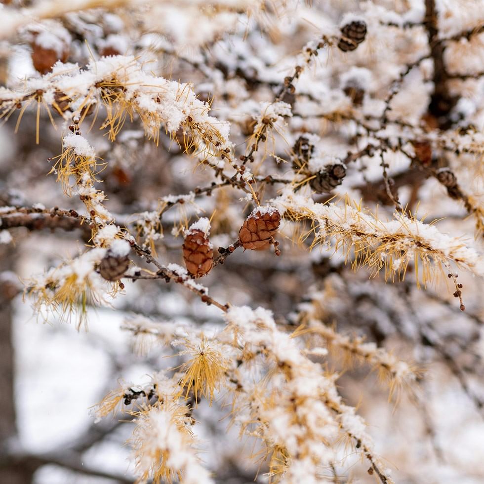 Close-up of a snowy branch with yellow needles and pine cones.