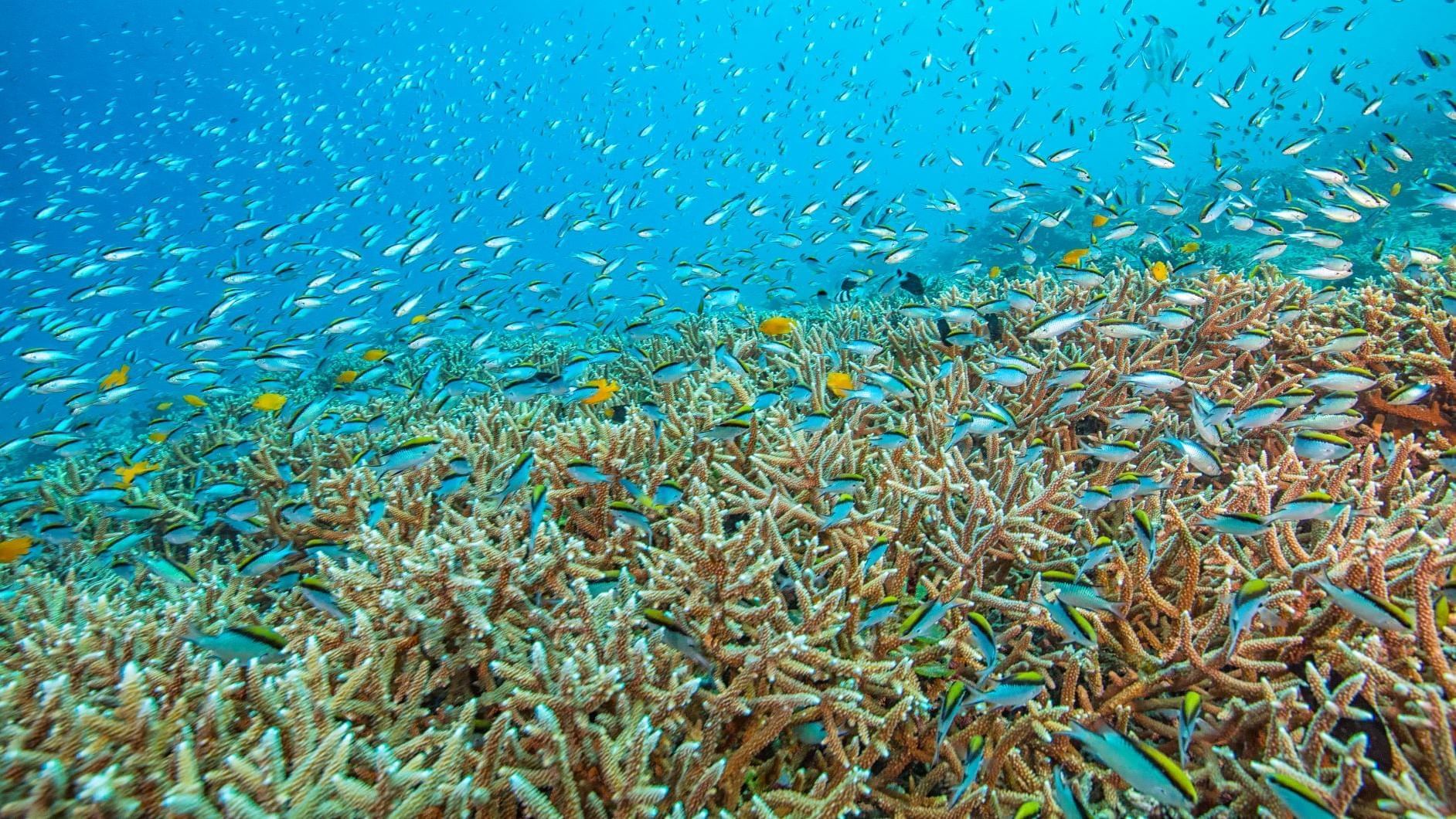 School of fish in the sea near Heron Island Resort