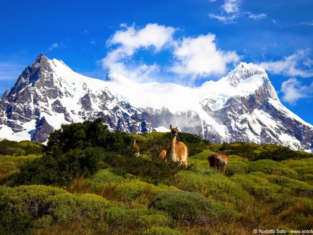 National Park Torres del Paine near Hoteles Australis