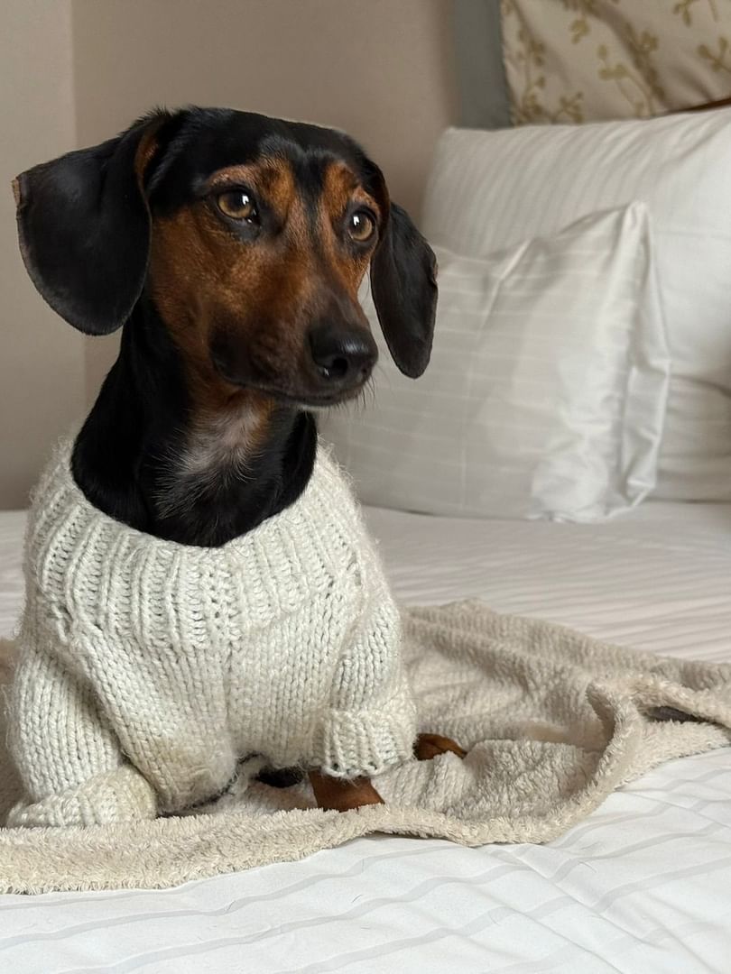 Black and brown dog in sweater on bed with blanket at Warwick Grand-Place Brussels in Brussels.