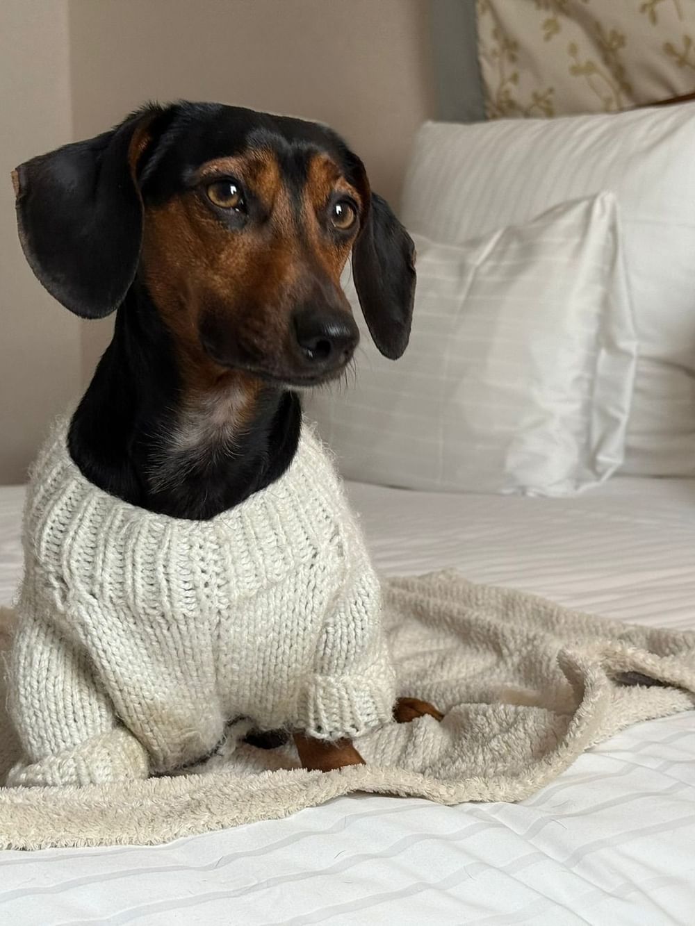 Black and brown dog in sweater on bed with blanket at Warwick Grand-Place Brussels in Brussels.