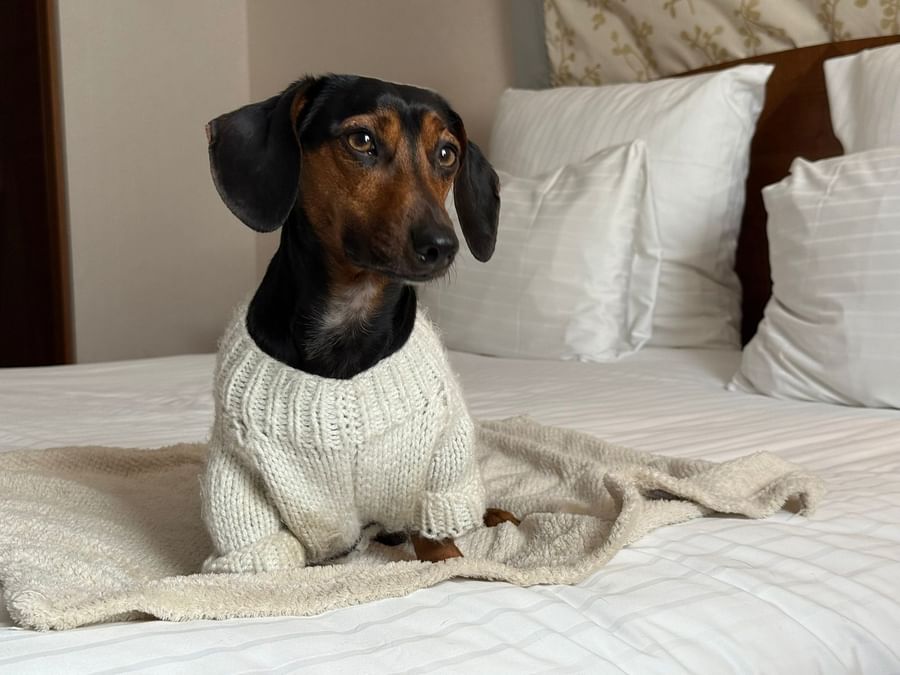 Hond in trui op een bed met deken, toont huisdiervriendelijkheid bij Warwick Grand-Place Brussels.