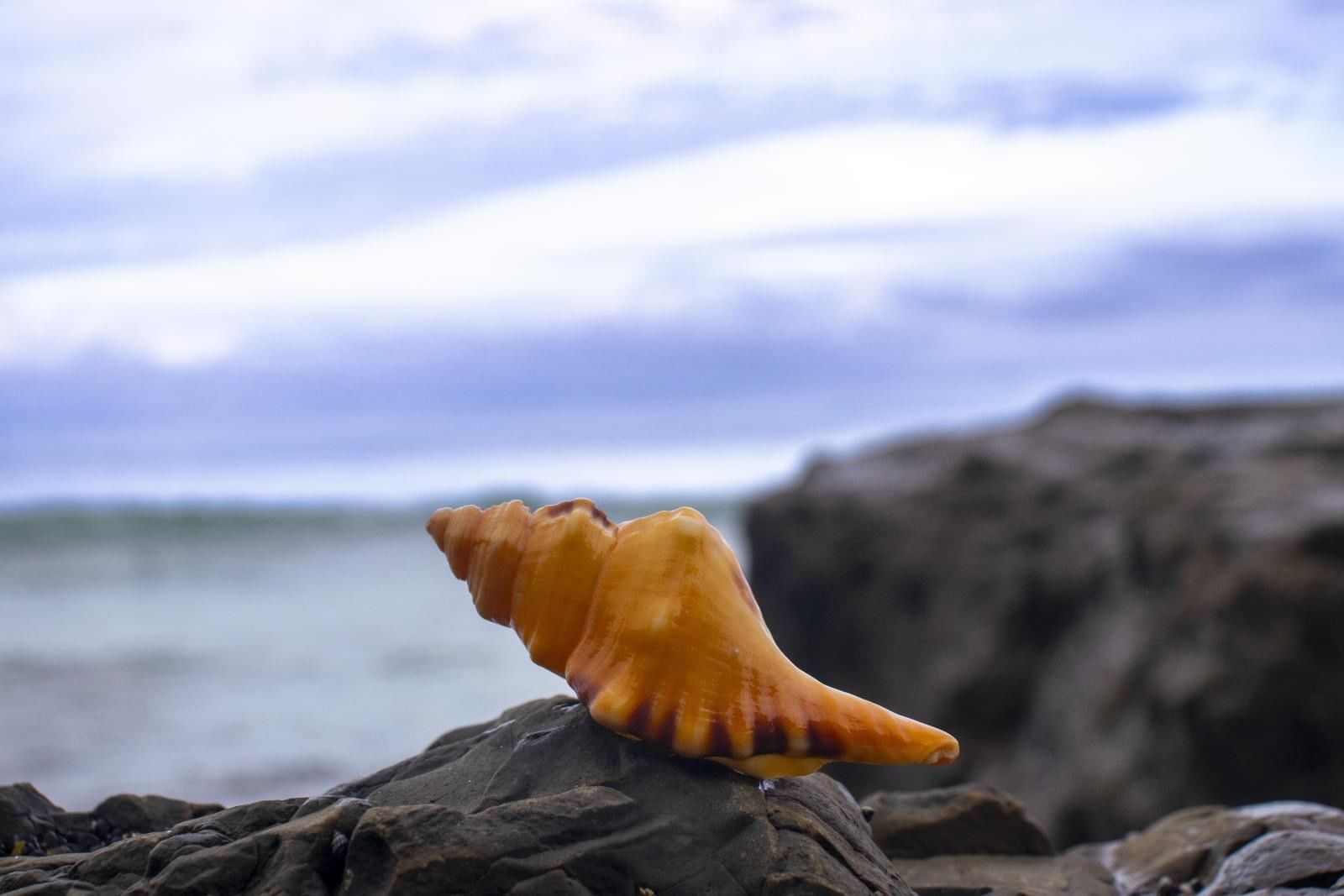 Conchas marinas y arena de playa en ecosistema costero - Punta Leona Costa Rica