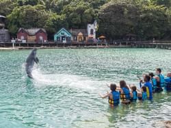 People enjoying the dolphin show in Dolphin Cove near Holiday Inn Montego Bay