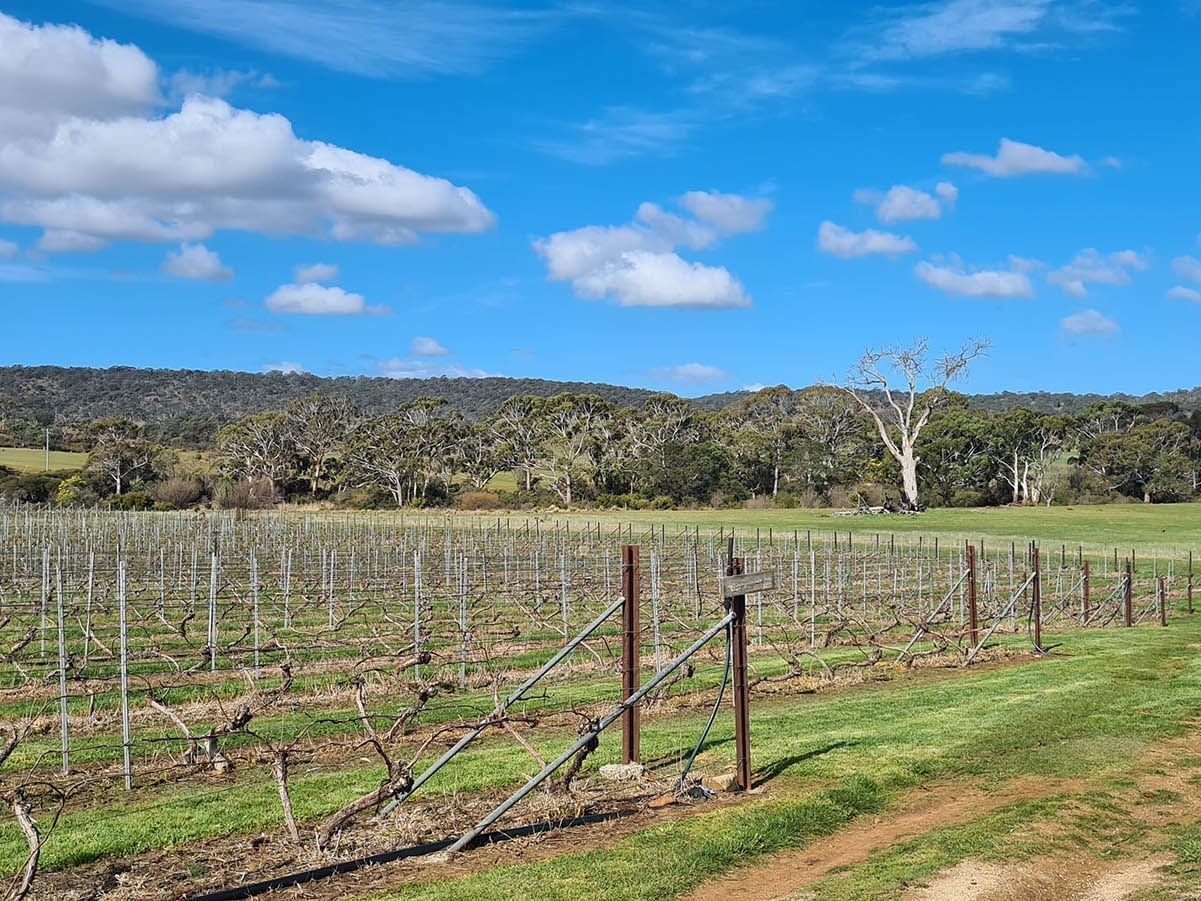 Landscape view of east coast vineyard near Freycinet Lodge