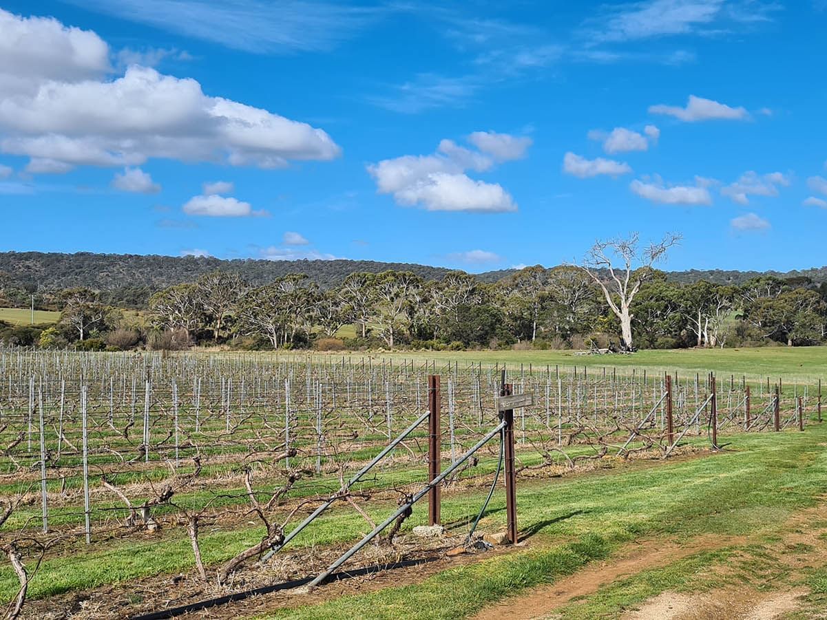 Landscape view of east coast vineyard near Freycinet Lodge