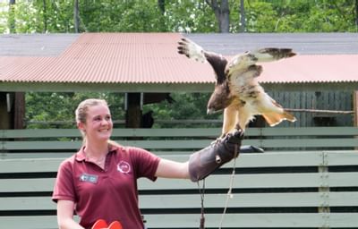girl with hawk