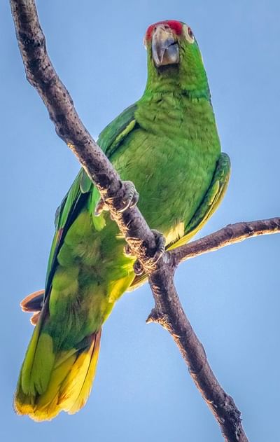 Pájaro verde en rama