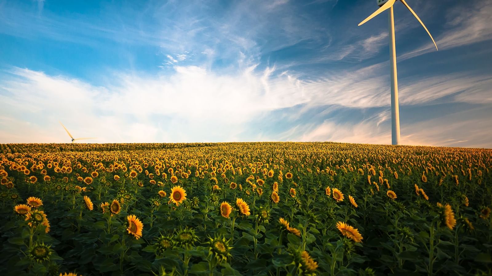 Sunflower wind farm near Legacy Vacation Resorts