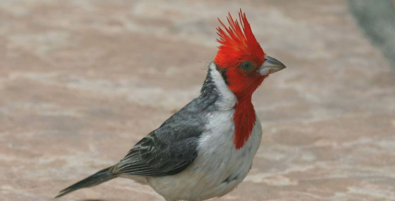 Red-Crested Cardinal