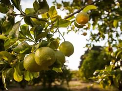 Lemon tree - Soller