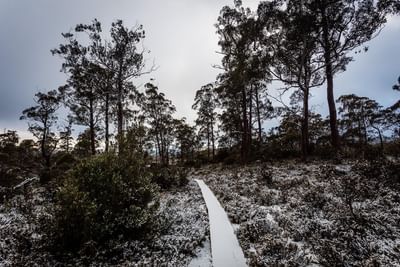 Walking path in the woods at Cradle Mountain Hotel